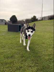 Pet Image
